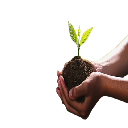 EverGreen logo