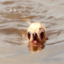 doginwotah logo