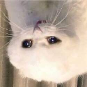 UpSideDownCat logo