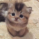 ELON’S CAT logo