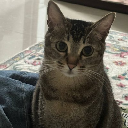 Yaoyao's Cat logo