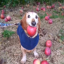 dog with apple in mouth logo