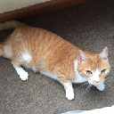 Waffles Davincij15's Cat logo