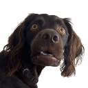 BUDDY logo