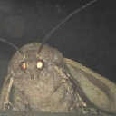 MOTH logo